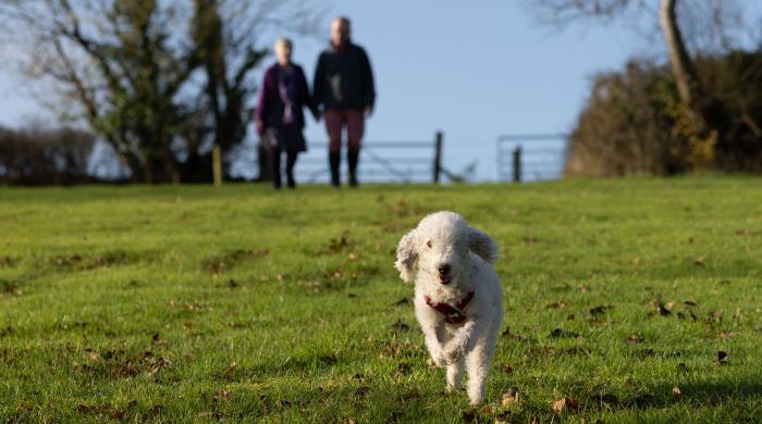 Dog running in field